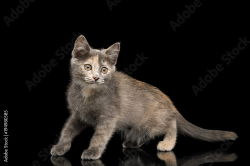 Playful Tortoise Kitten, Standing side view on Isolated Black Background © seregraff