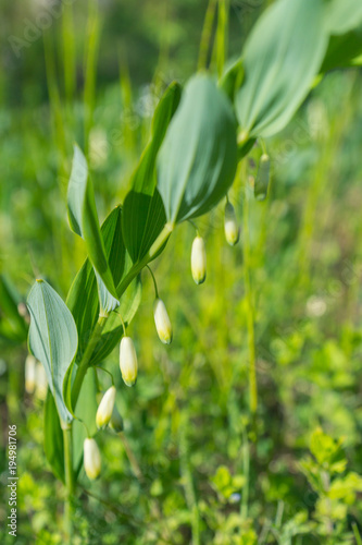 White flowers of Solomon’s Seal plant of genus Polygonatum in Finland photo