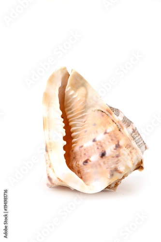 shell large decorative marine ocean shellfish white background isolated background