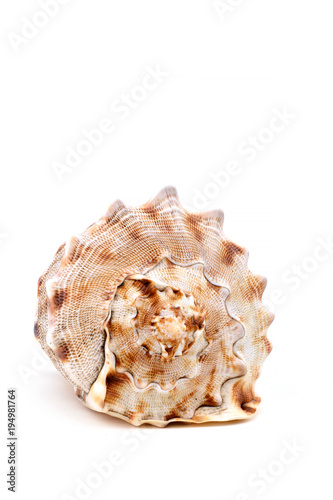 shell large decorative marine ocean shellfish white background isolated background