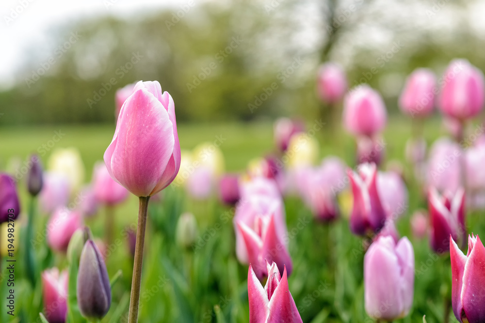 Tulpen im Frühling auf einer Wiese