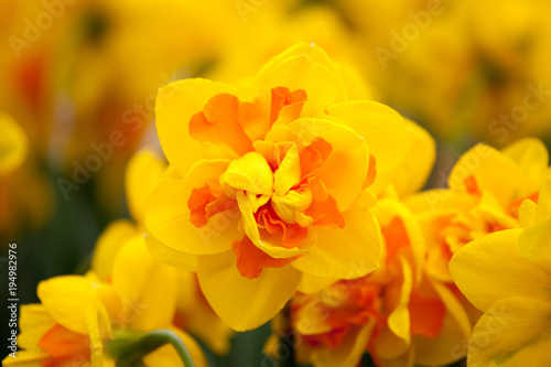 Fototapeta Naklejka Na Ścianę i Meble -  Blooming Daffodil La Torche close up