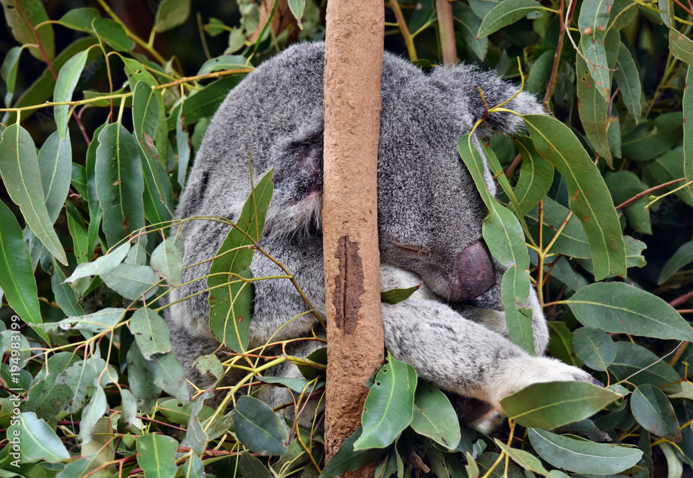 Fototapeta premium Cute koala is sleeping on a tree branch eucalyptus