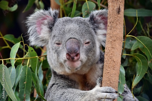 Fototapeta Naklejka Na Ścianę i Meble -  Cute koala looking on a tree branch eucalyptus
