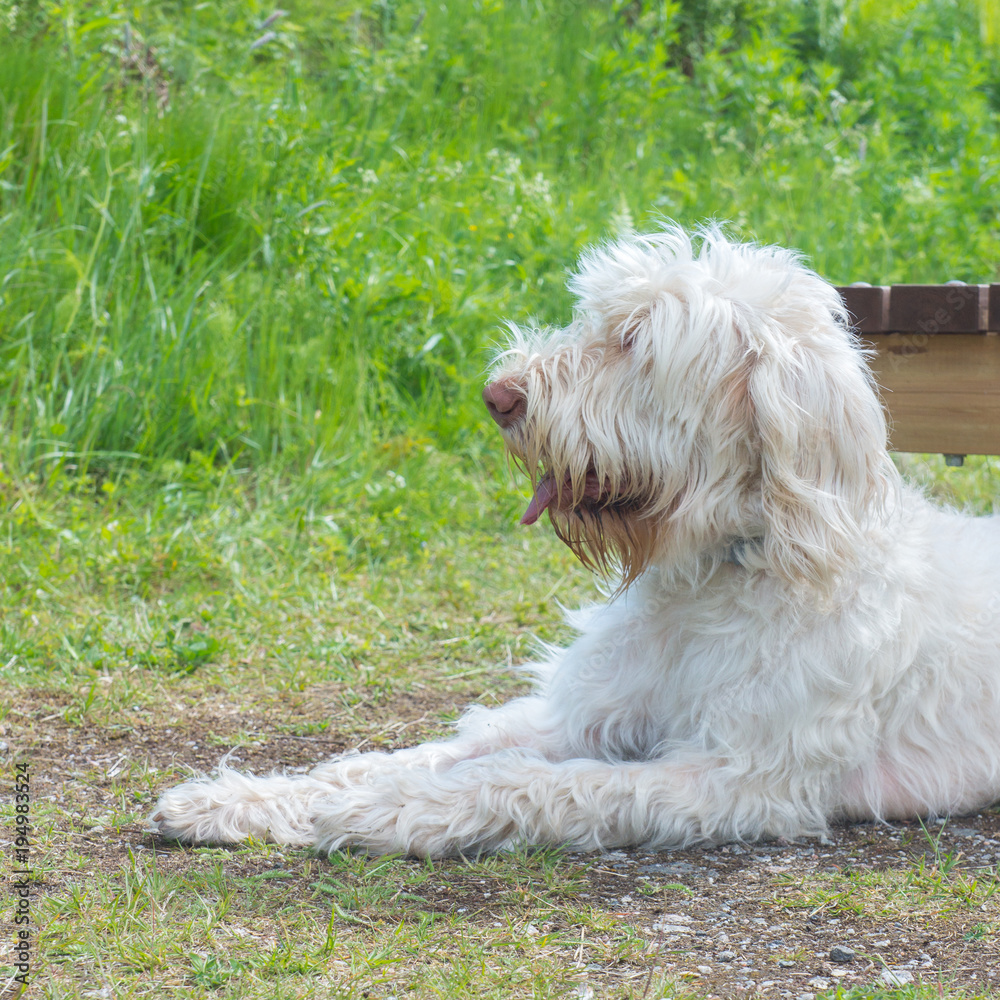 A white wire-haired young dog of spinone italiano breed is laying and patiently waiting for her owner