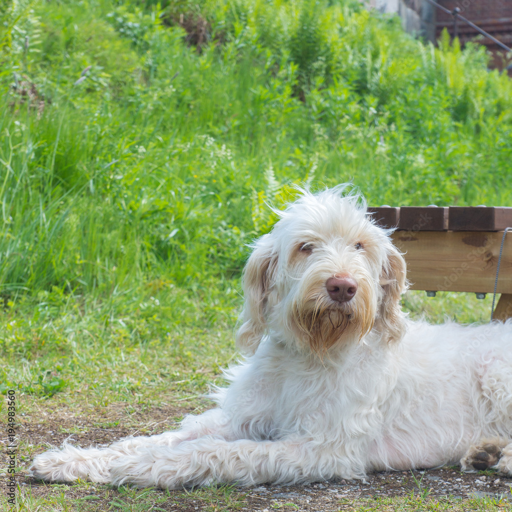 A white wire-haired young dog of spinone italiano breed is laying and patiently waiting for her owner A white wire-haired young dog of spinone italiano breed is laying and patiently waiting for her owner