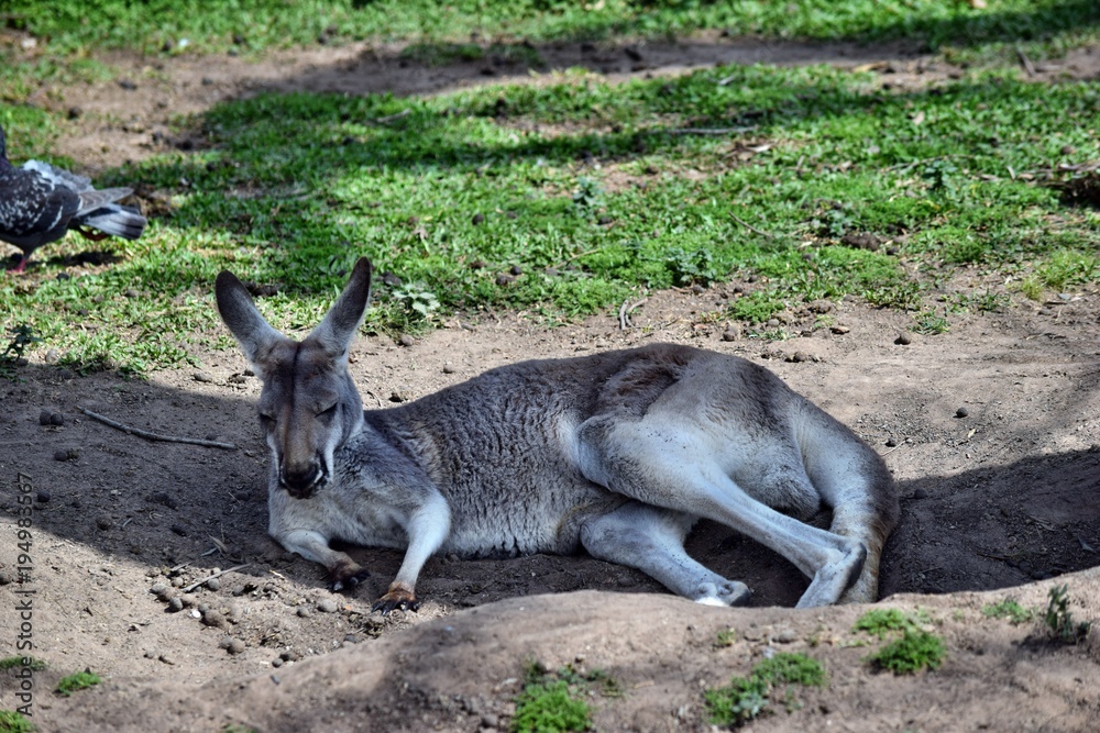  Wild grey kangaroo resting in the park