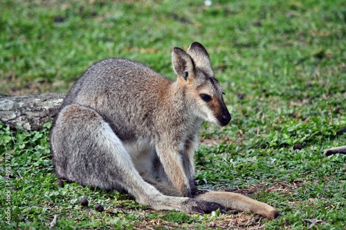 Young cute wild gray wallaby kangaroo © adam88xx