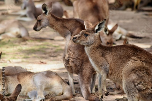 Fototapeta Naklejka Na Ścianę i Meble -   Wild red kangaroo eating on the grass in the park