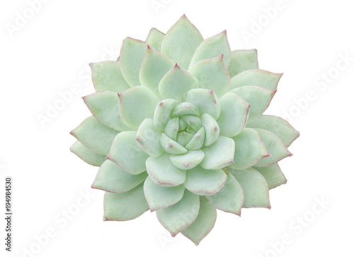 Top View of Red Tip Green Flowering Echeveria Succulent plants on White Background