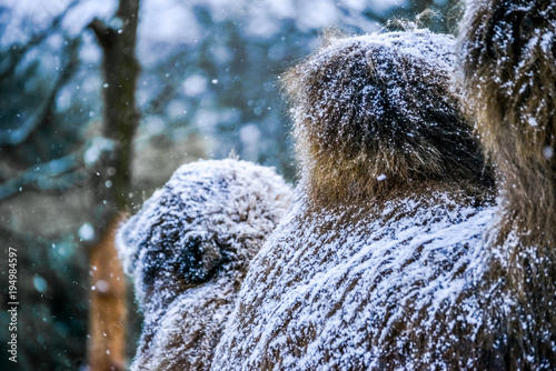 Photography Camel hump