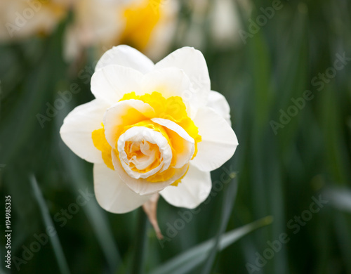 Fototapeta Naklejka Na Ścianę i Meble -  Blooming Daffodil Lingerie close up
