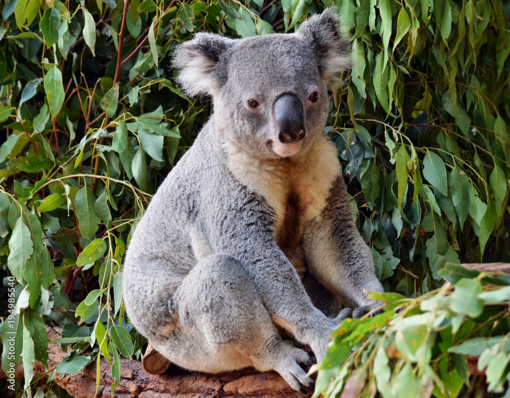 Obraz premium Ładny koala patrząc na eukaliptusa gałąź drzewa
