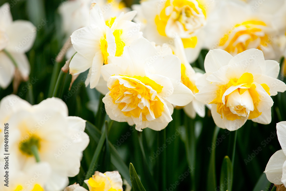 Fototapeta premium Blooming Daffodil Lingerie close up