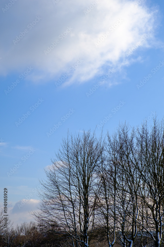 Baumreihe vor blauem Himmel bei Sonnenschein Baumreihe vor blauem Himmel bei Sonnenschein