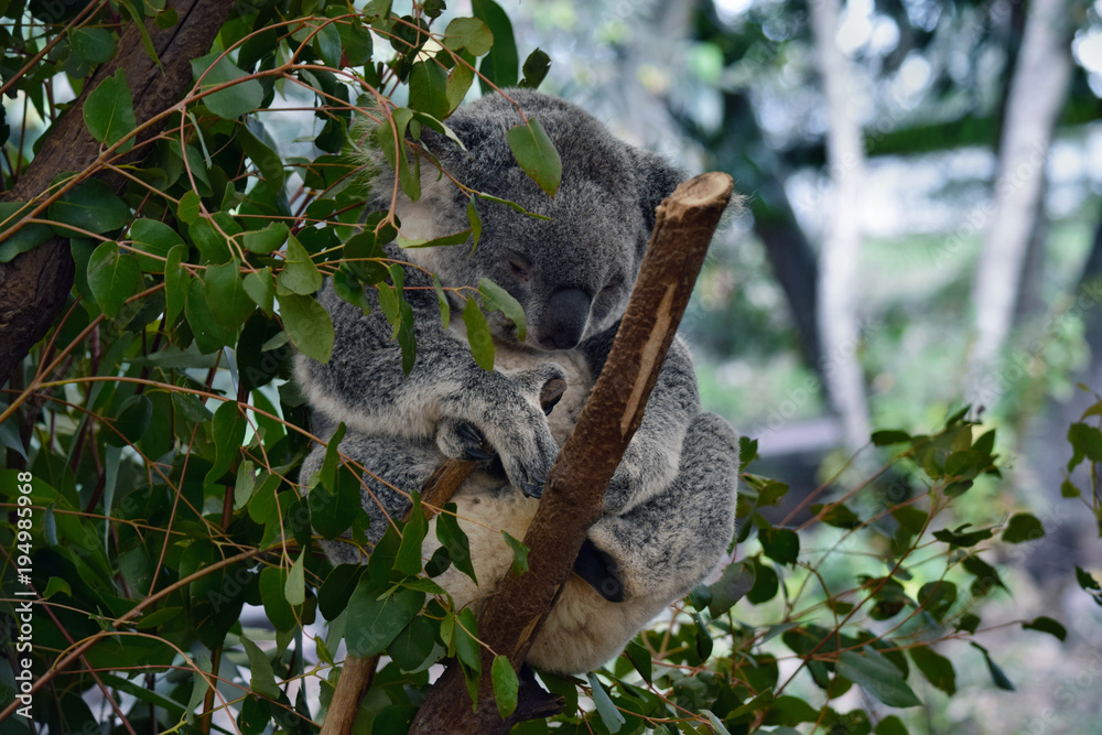 Fototapeta premium Cute koala sleep on a tree branch eucalyptus