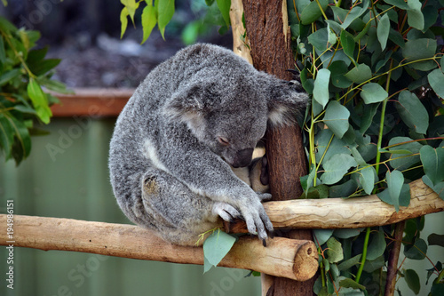 Fototapeta Naklejka Na Ścianę i Meble -  Cute koala sleep on a tree branch eucalyptus
