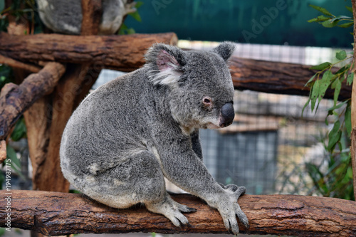 Cute koala sitting and eating eucalyptus on a tree branch