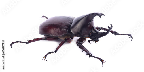 Stag beetle isolated on white background