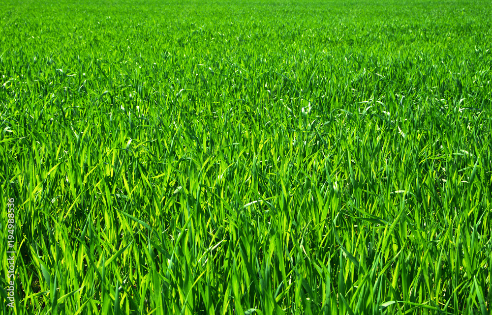 green grass background with selective focus green grass background with selective focus