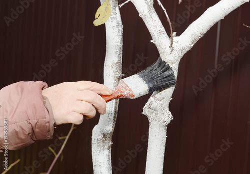 Gardener whitewashing fruit tree. Painting tree in white color prevents the bark from heating too much under the spring sun.