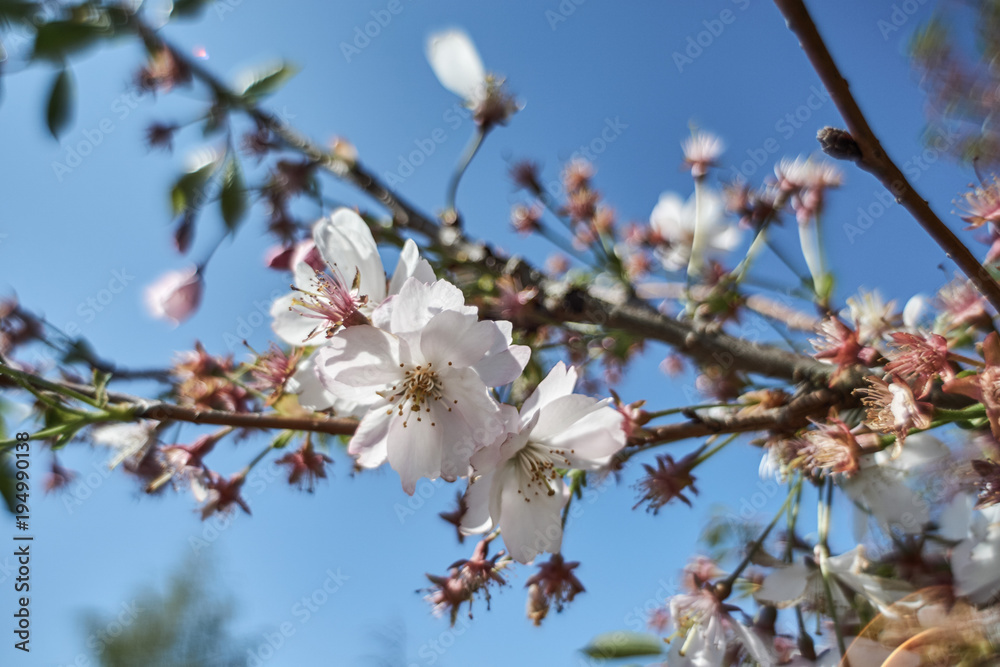 Baumblüte in Mitteldeutschland Baumblüte in Mitteldeutschland