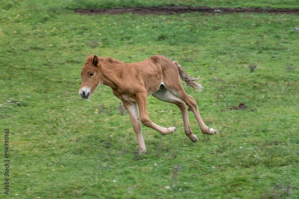 Icelandic horse foal strutting around in a green field