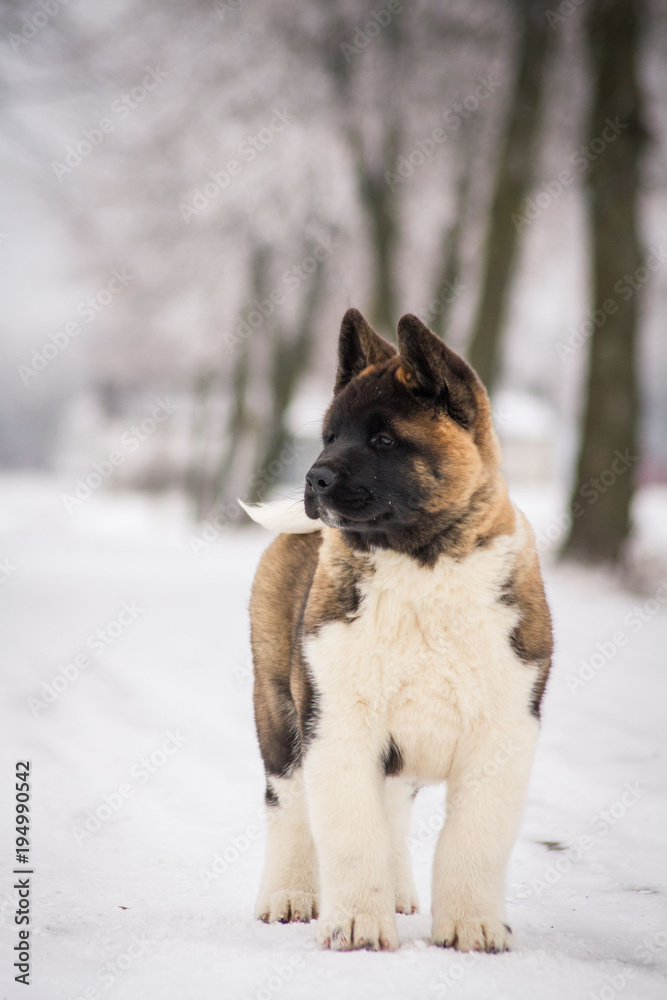 American akita young puppy posing in the snow. American akita young puppy posing in the snow.