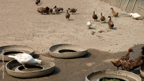 Flock of ducks walking around in the farm