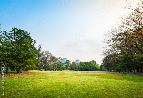 Green grass field with tree in Public Park