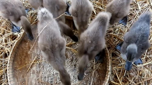 Flock of Duckling eating food in the farm in Thailand