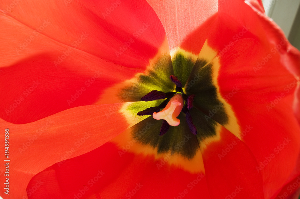 Tulipan wiosna w domu - obrazy, fototapety, plakaty 