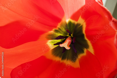 Tulipan wiosna w domu