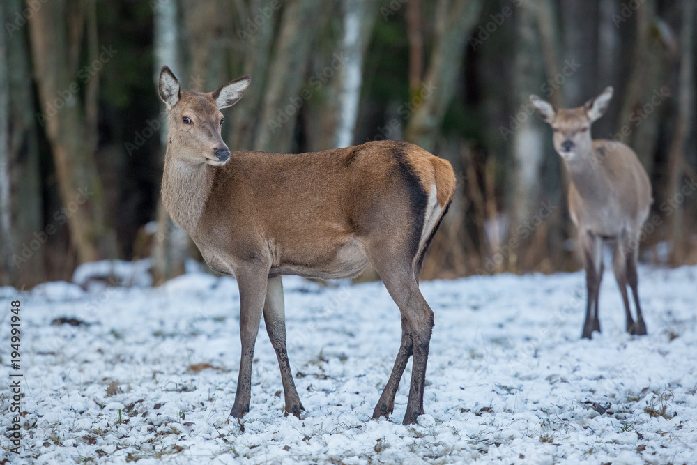 deer, animal, wildlife, mamma	