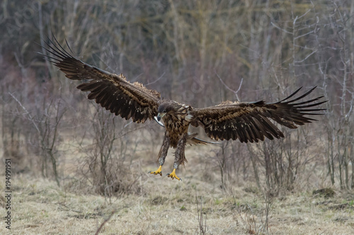 bird, eagle, nature, flying © Victor