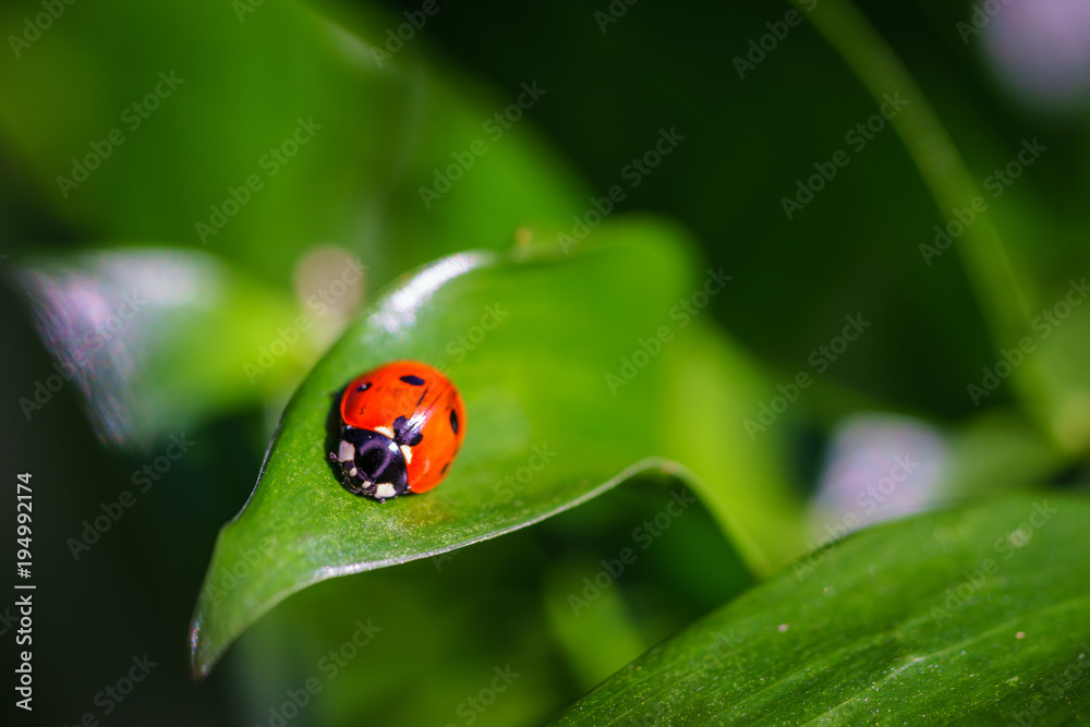 A ladybug on leaves. Coccinellidae is a widespread family of small beetles. They are commonly yellow, orange, or red with small black spots on their wing covers, with black legs, heads and antennae. A ladybug on leaves. Coccinellidae is a widespread family of small beetles. They are commonly yellow, orange, or red with small black spots on their wing covers, with black legs, heads and antennae.