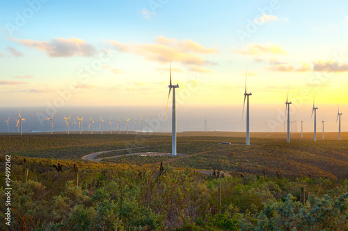 Windmills at wind farm, Coquimbo Region, Chile photo