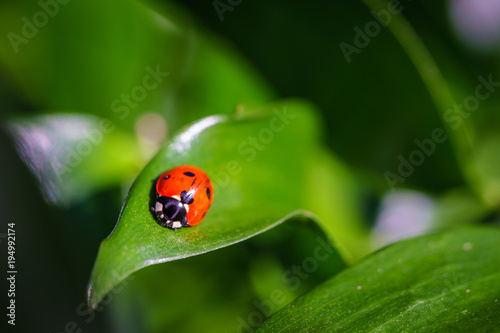A ladybug on leaves. Coccinellidae is a widespread family of small beetles. They are commonly yellow  orange  or red with small black spots on their wing covers  with black legs  heads and antennae. 