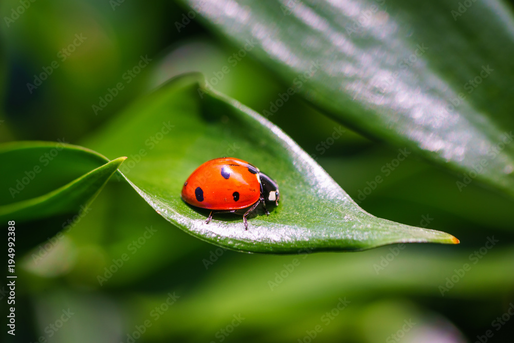 Obraz premium A ladybug on leaves. Coccinellidae is a widespread family of small beetles. They are commonly yellow, orange, or red with small black spots on their wing covers, with black legs, heads and antennae. 