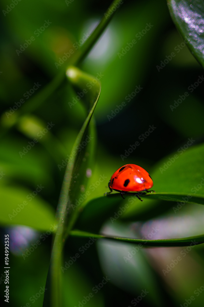 A ladybug on leaves. Coccinellidae is a widespread family of small beetles. They are commonly yellow, orange, or red with small black spots on their wing covers, with black legs, heads and antennae. A ladybug on leaves. Coccinellidae is a widespread family of small beetles. They are commonly yellow, orange, or red with small black spots on their wing covers, with black legs, heads and antennae.