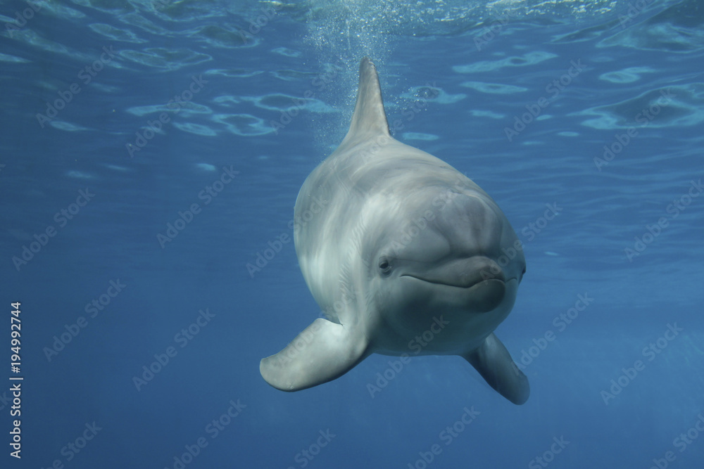 Fototapeta premium Großer Tümmler (Tursiops truncatus)