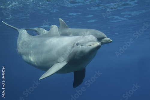 Großer Tümmler (Tursiops truncatus)