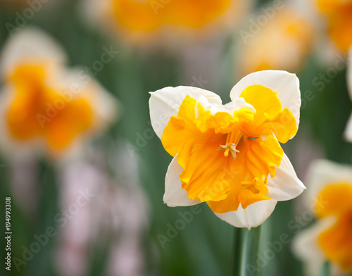 Fototapeta Naklejka Na Ścianę i Meble -  Blooming Daffodil Orangery close up