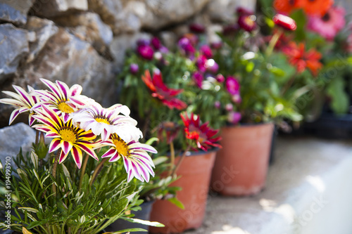 Fototapeta Naklejka Na Ścianę i Meble -  Lovely color flowers in Greece