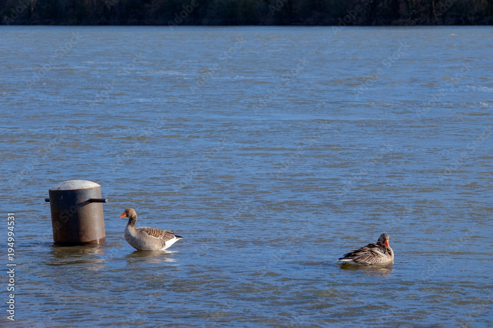 Fototapeta premium Gänse auf dem Rhein bei Hochwasser