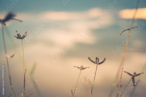 Vintage style and romantic abstract nature view of grass flower © songdech17