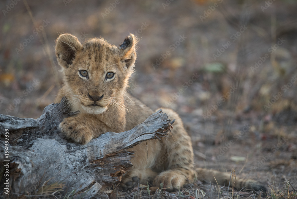 A horizontal, colour image of a tiny lion cub, Panthera leo, resting in the Greater Kruger Transfrontier Park, South Africa.