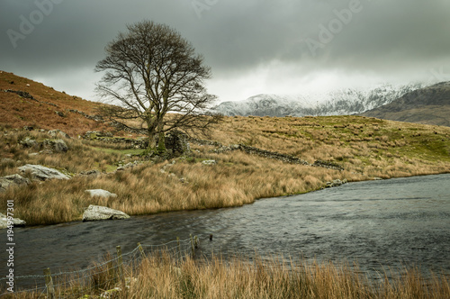 A lone tree by Llyn y Dywarchen in the Snowdonia National Park, with a submerged fence and ruined farm wall. A foreboding Mount Snowdon is in the distance. photo