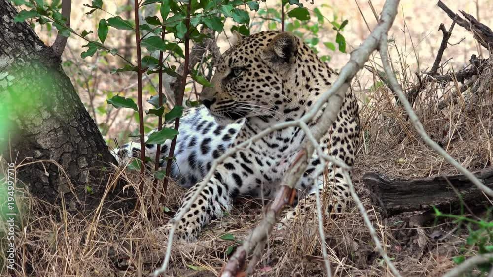 Female leopard in the thick undergrowth of the African bushveld Female leopard in the thick undergrowth of the African bushveld