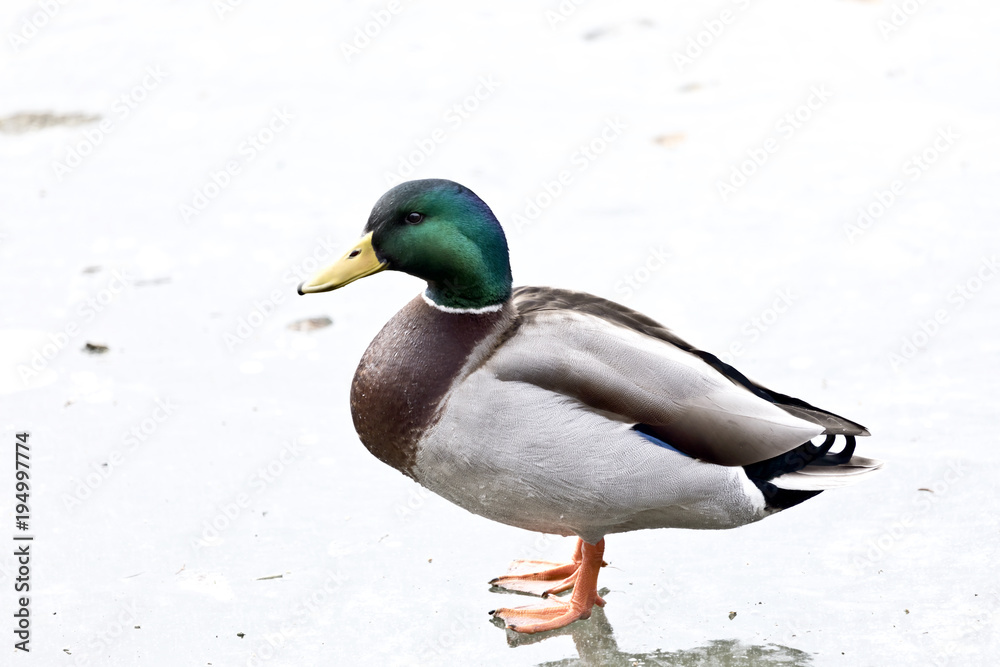 Fototapeta premium Erpel auf dem Eis